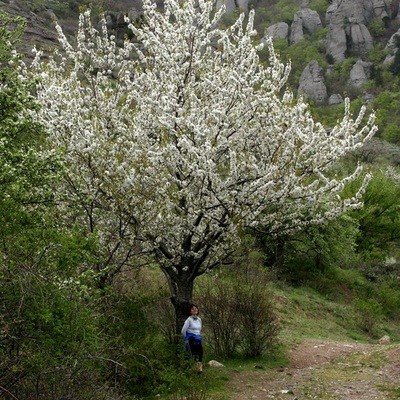 Весенний крым 2007