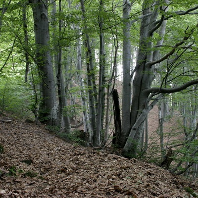 Прогулка по карпатским хребтам Боржава, Паленый Грунь, Пишконя