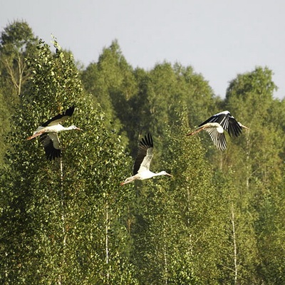 Каменное село