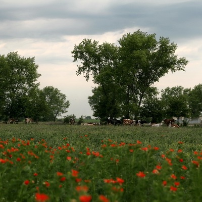 Подольские Товтры, Бакота 2009