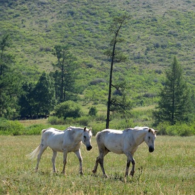 Алтай, Катунські білки (2008)