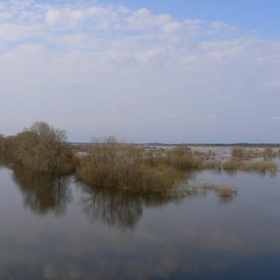 Поліська вузькоколійка (2010)