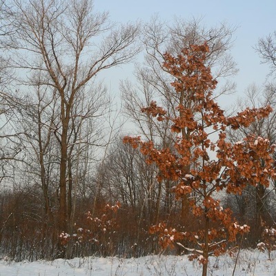 ПДН та Десна: зимовий сезон 2011/2012