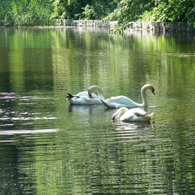 Біла Церква – Миронівка (2008)