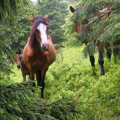 Горгани на ДК (2010)