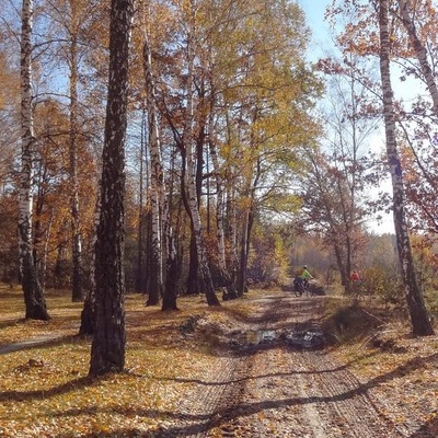 У Полісся за яблучками