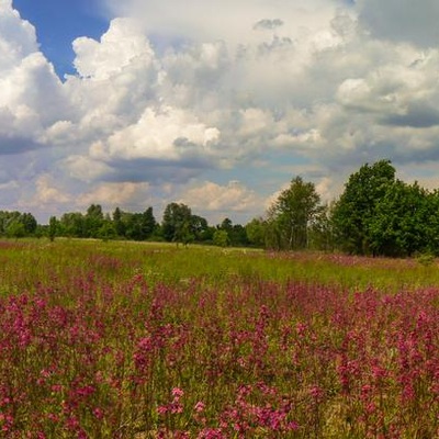 Дніпровсько-Тетерівський заповідник