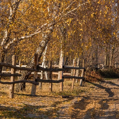 У Полісся за яблучками