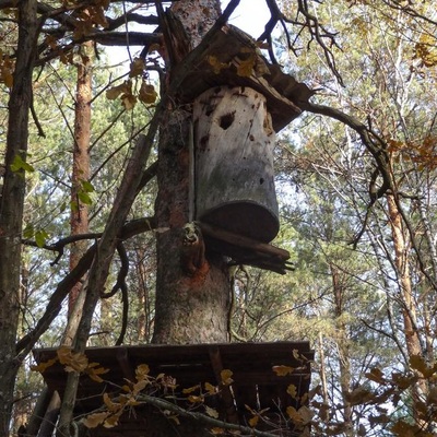 У Полісся за яблучками