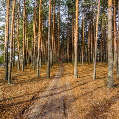 Поліська вузькоколійка