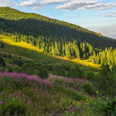 Грибна Чорногора