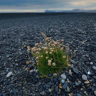 Iceland