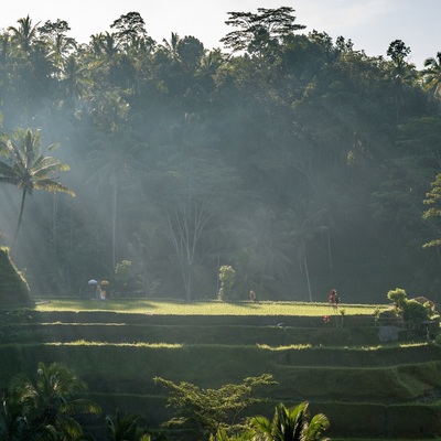 Indonesia. Bali. Ubud