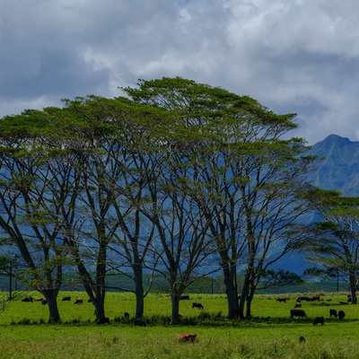 Hawaii. Maui