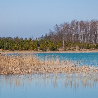 Поліський мокрац