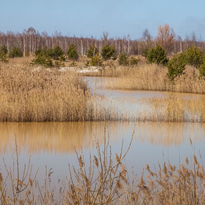 Поліський мокрац