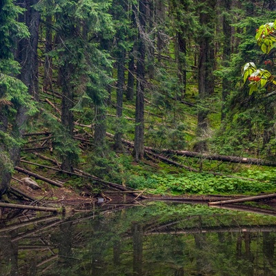 Транскарпатія