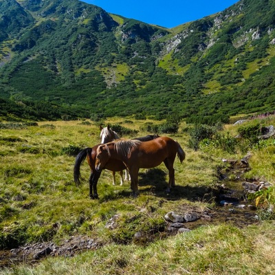 Транскарпатія