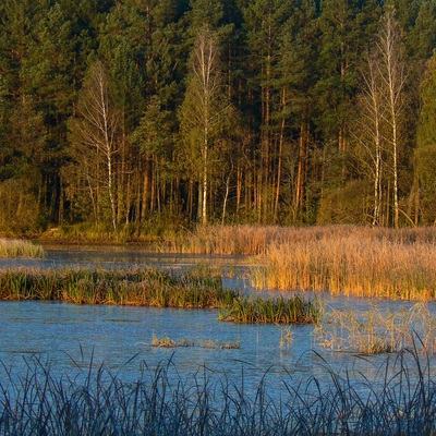 Різнокольорове Полісся