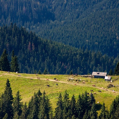 Серпнева Чорногора