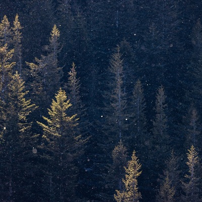 The Carpathian: Winter in Yaremche