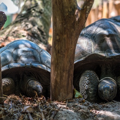 Seychelles 2020